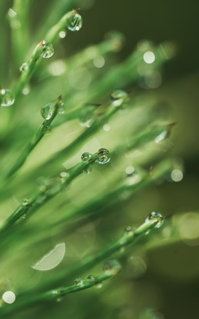 Green plant with raindrops.